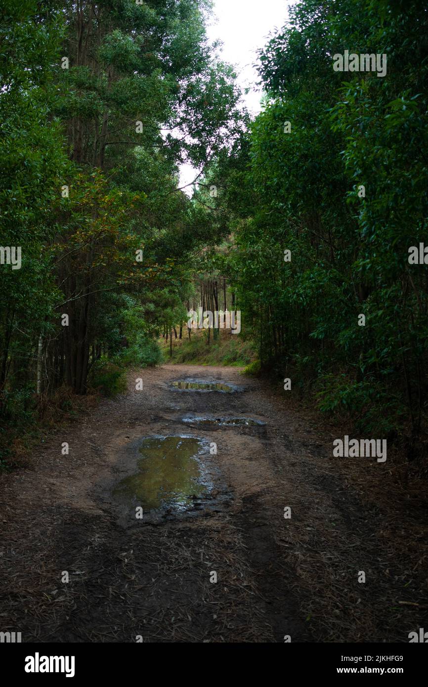 Strada sterrata con fango e pozzanghere d'acqua dopo giorni di pioggia nella foresta Foto Stock