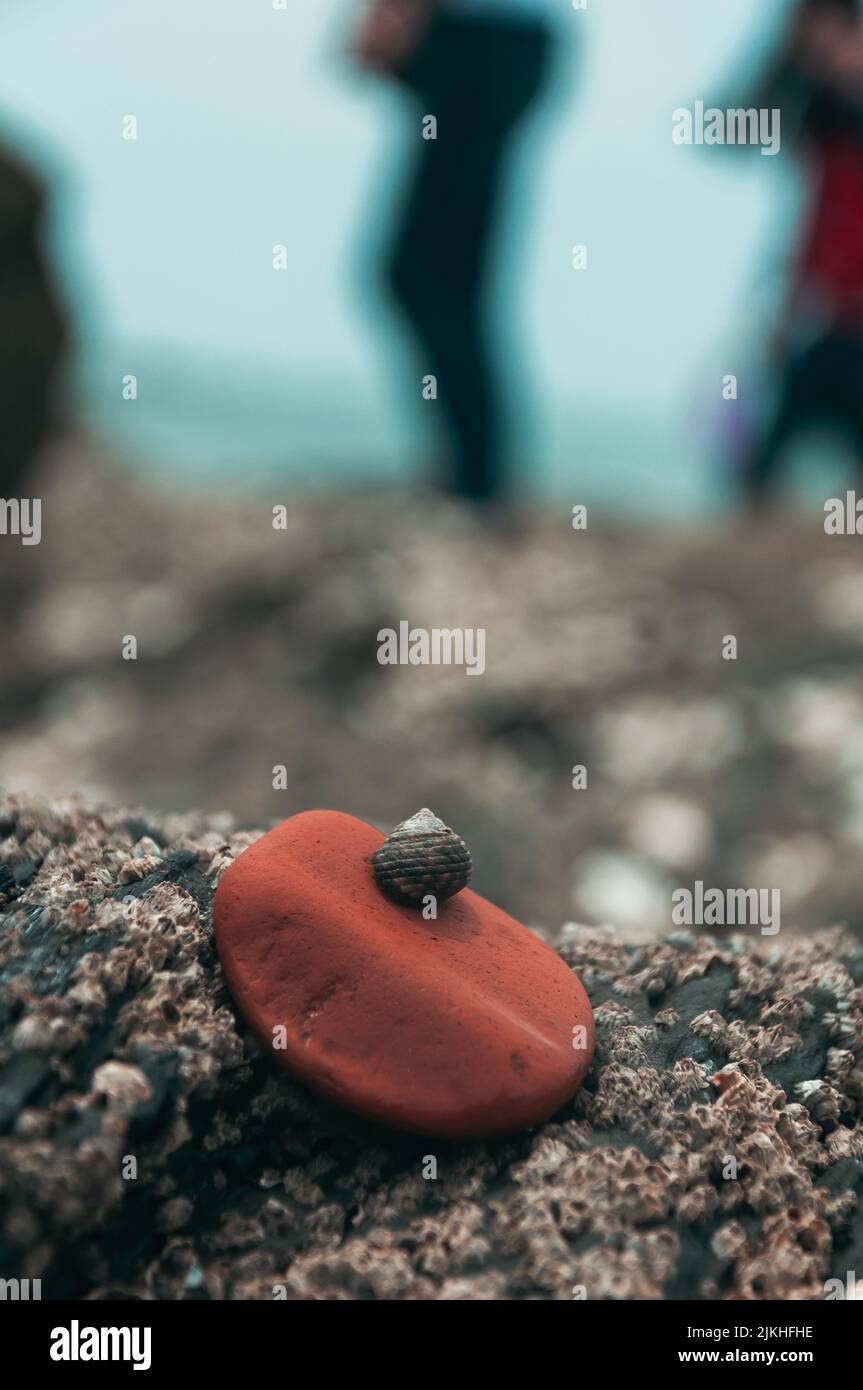 Una macro ripresa verticale di una piccola lumaca su pietra di mare rossa sulla riva del mare su sfondo sfocato Foto Stock