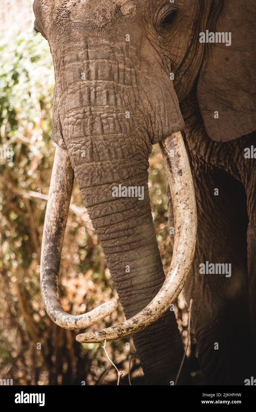Un primo piano verticale di una zusca d'avorio elefante nella natura Foto Stock