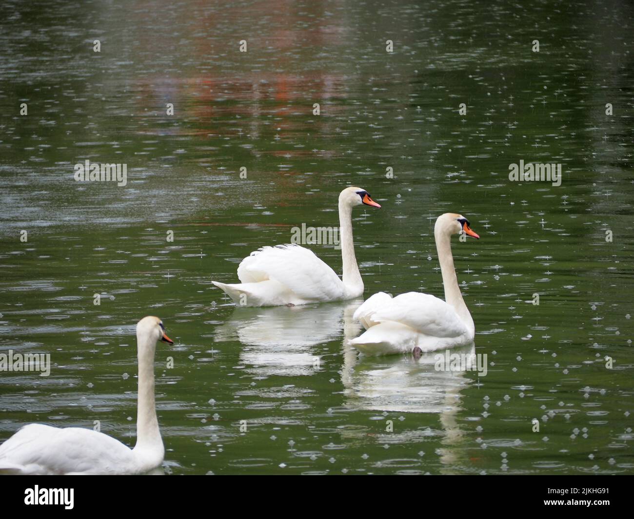 I bellissimi cigni bianchi nuotano sull'acqua del lago del parco Foto Stock