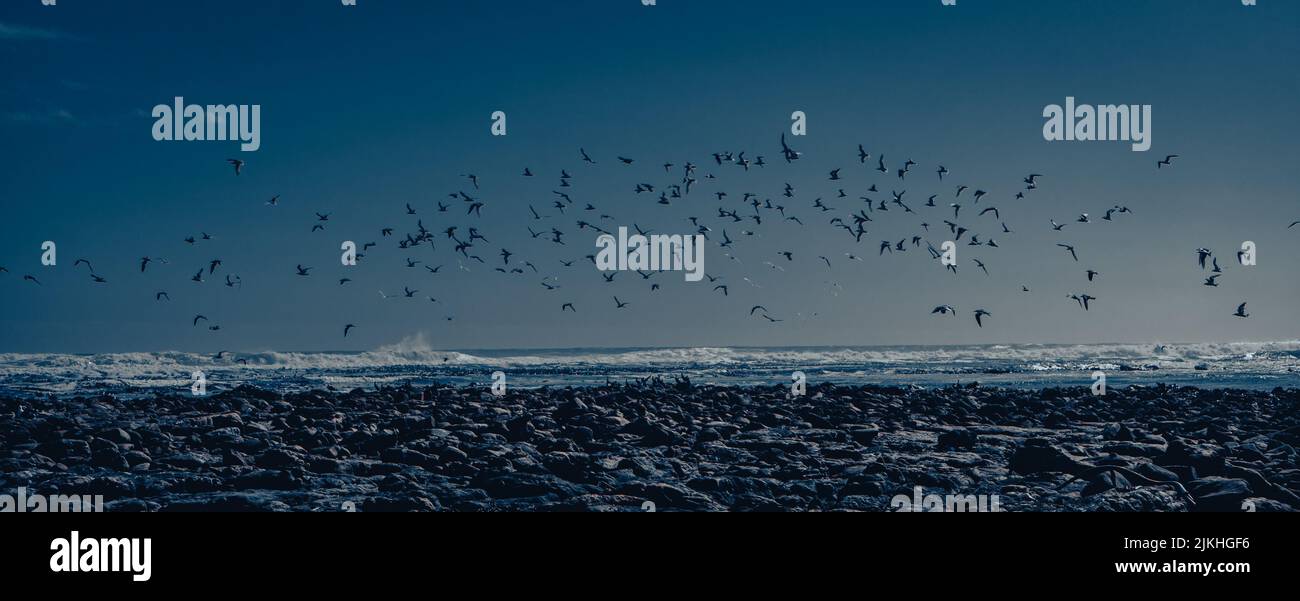 Uno scatto panoramico di un gregge di uccelli sullo sfondo delle onde oceaniche Foto Stock