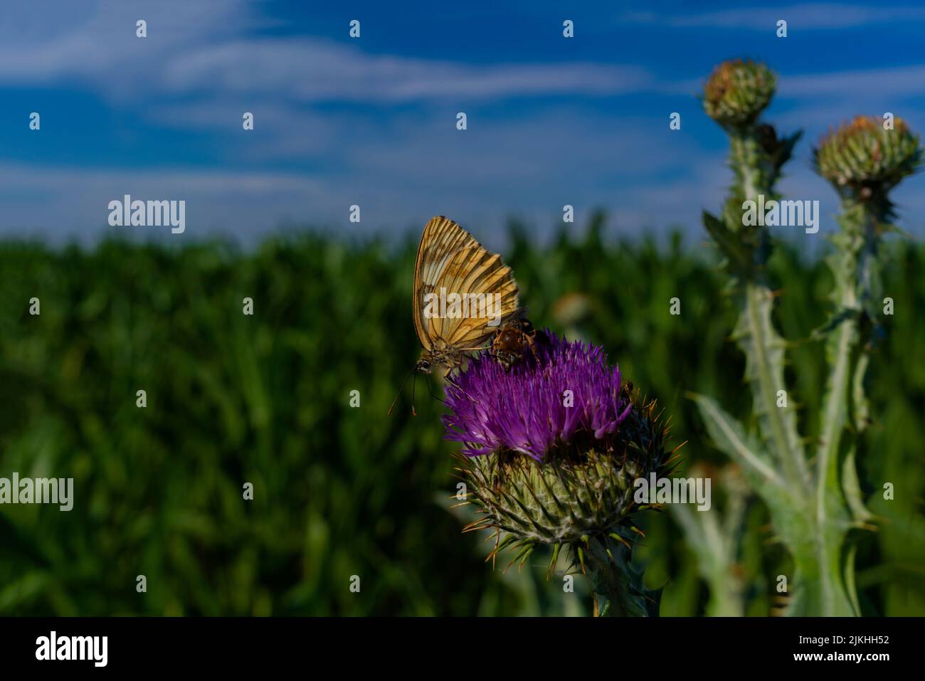 Una farfalla e un bumblebee su un thistle fioriscono in estate Foto Stock