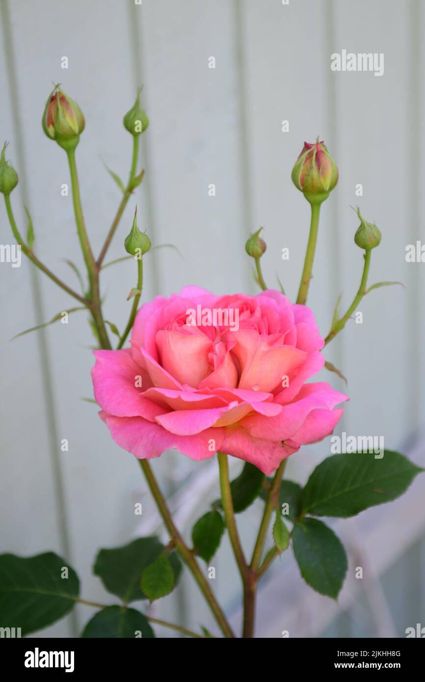 Un primo piano verticale di rose rosa inglesi su sfondo grigio Foto Stock