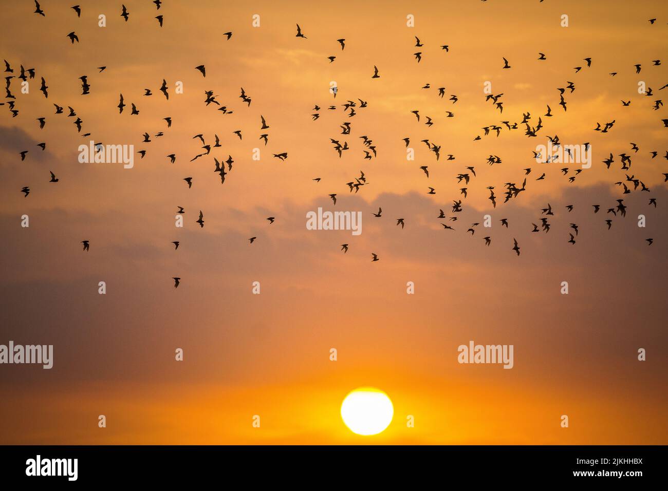 Una vista di molti pipistrelli che volano sullo sfondo del cielo tramonto. Foto Stock
