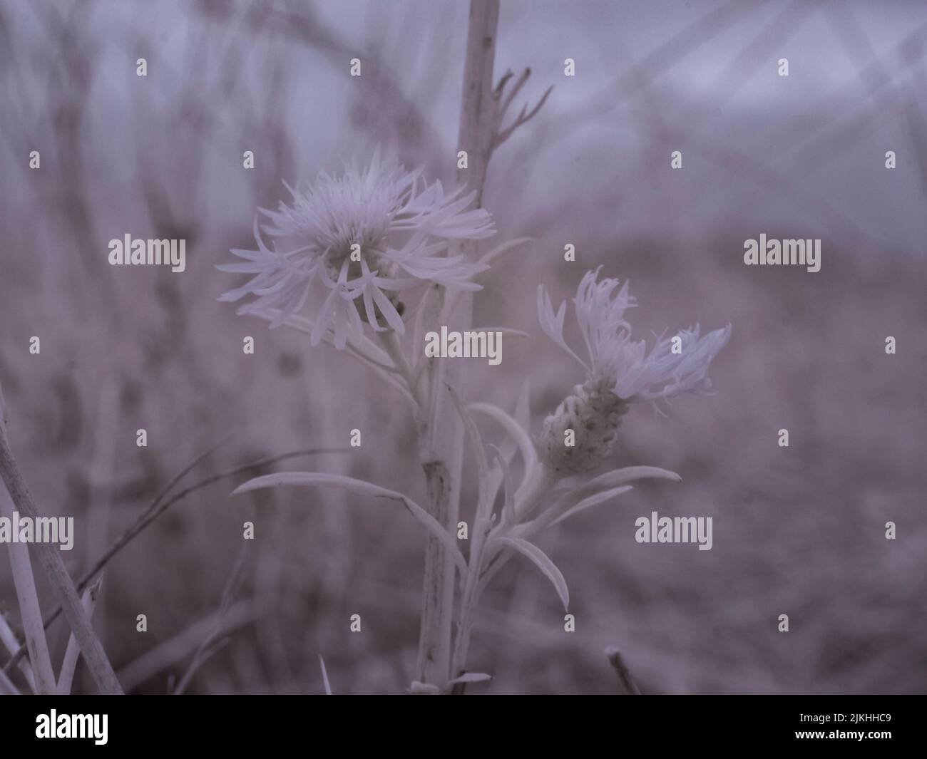 Una macro vista Centaurea diffusa fiori contro la vista sfocata del campo Foto Stock