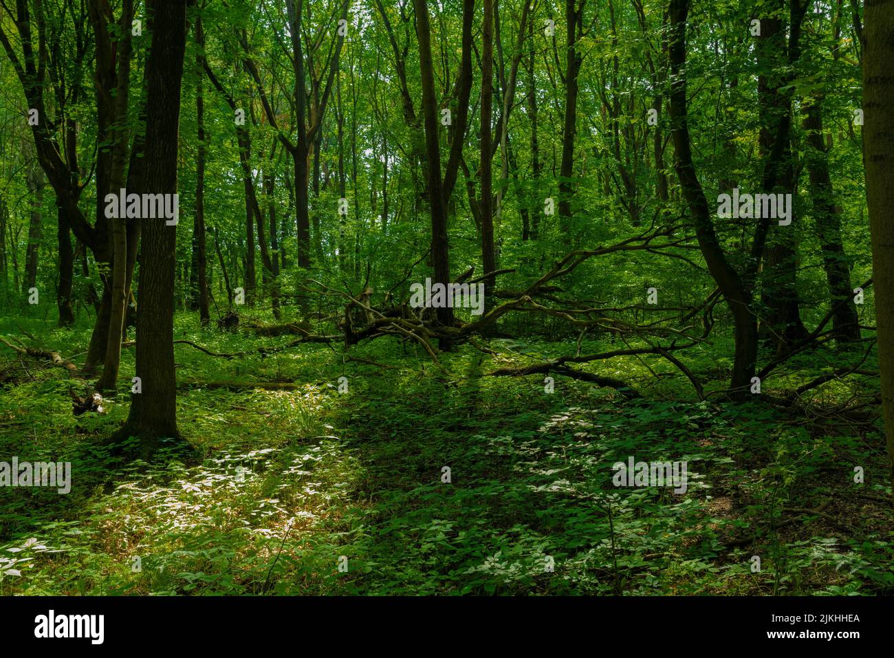 Bella foresta verde decidua in estate Foto Stock