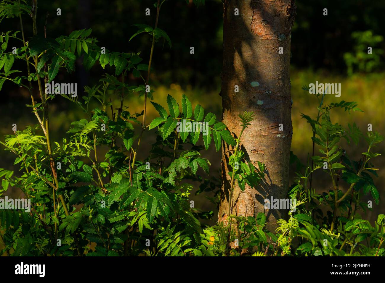 Giovani alberi di aceto vicino ad un vecchio albero di aceto, luce e ombra nella foresta Foto Stock