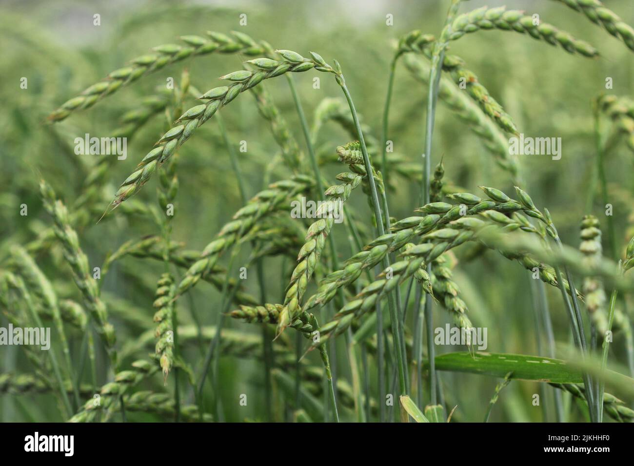 Campo di grano e farro, raccolto Foto Stock