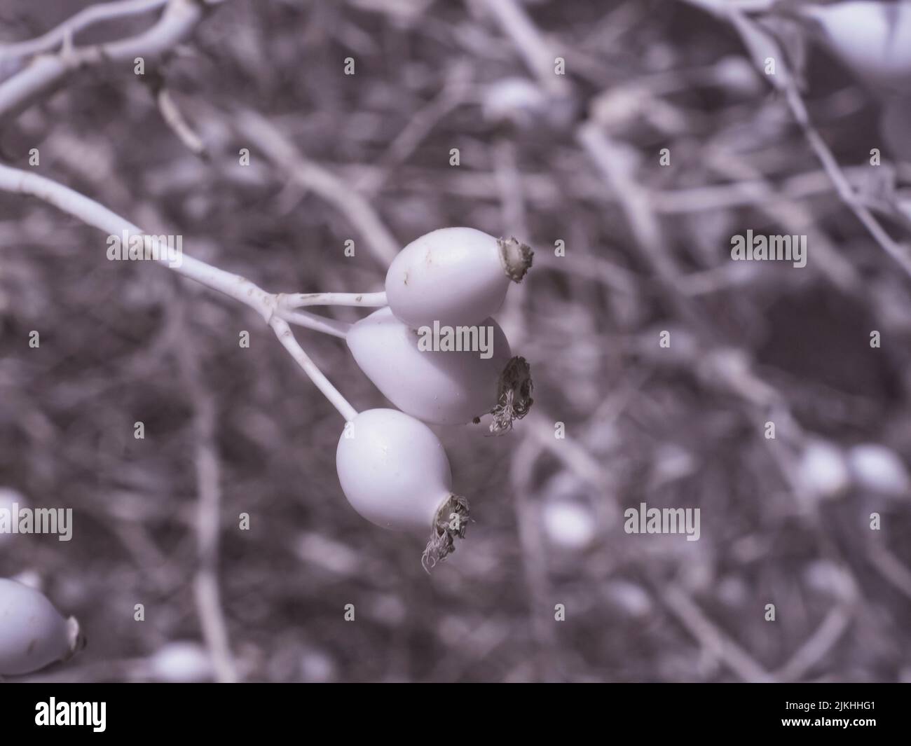 Una macro vista delle piante di Symphoricarpos albus contro la vista sfocata dei rami dell'albero Foto Stock