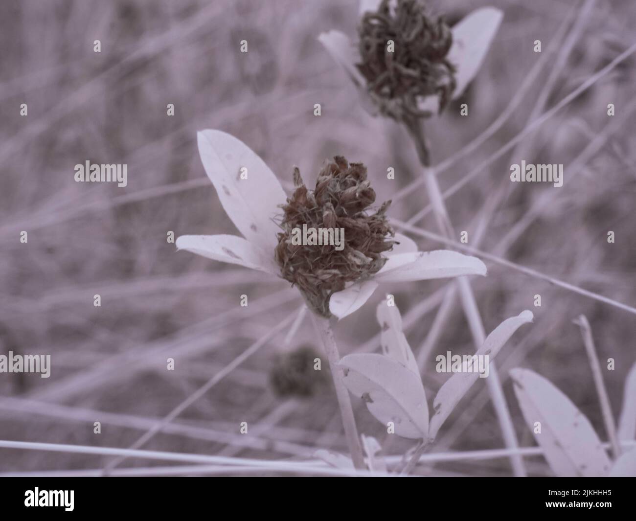 Vista macro di un fiore nel campo Foto Stock