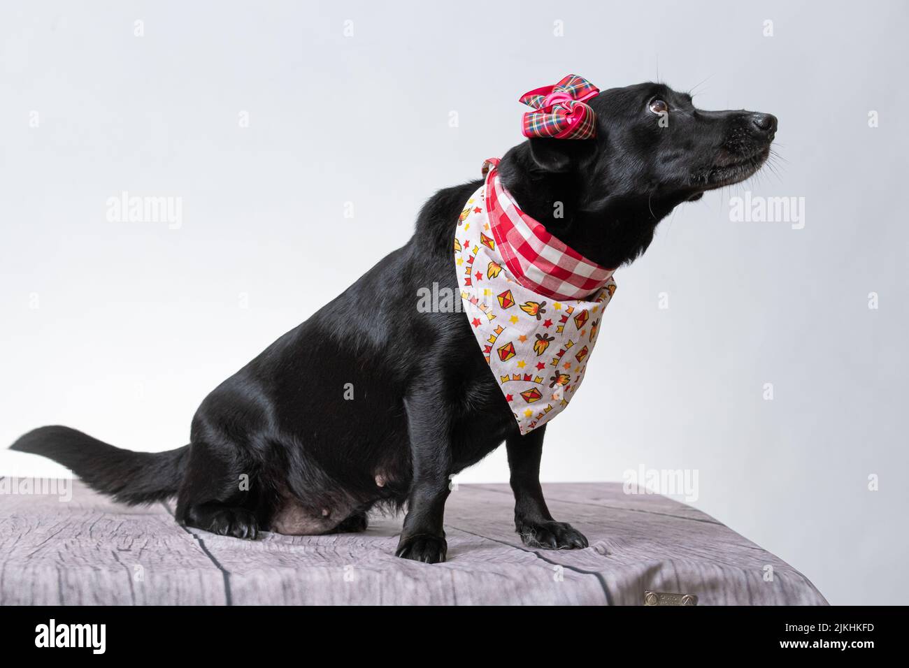 Un carino Labrador nero in una bella sciarpa su uno sfondo bianco. Foto Stock