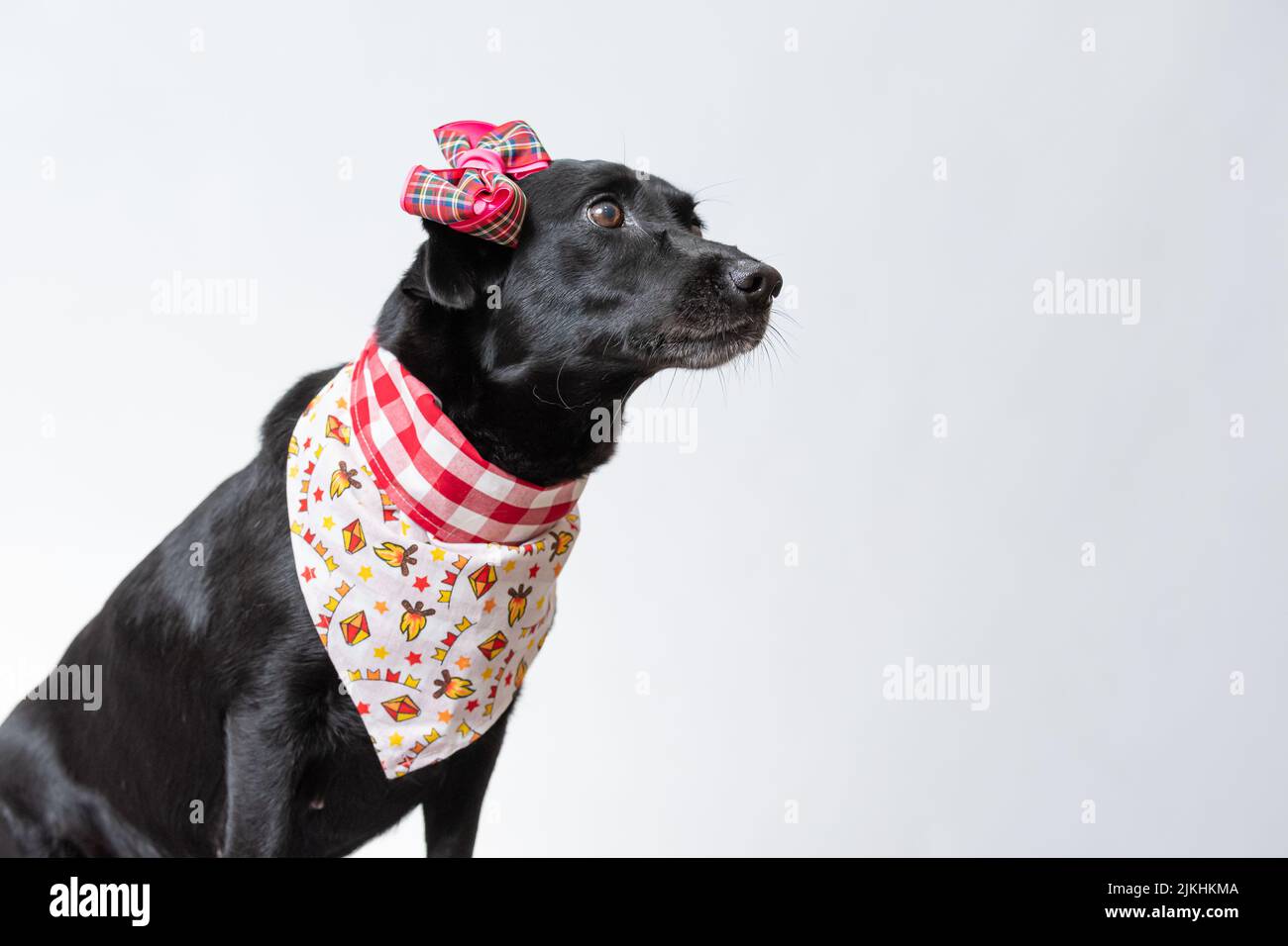 Un carino Labrador nero in una bella sciarpa su uno sfondo bianco. Foto Stock