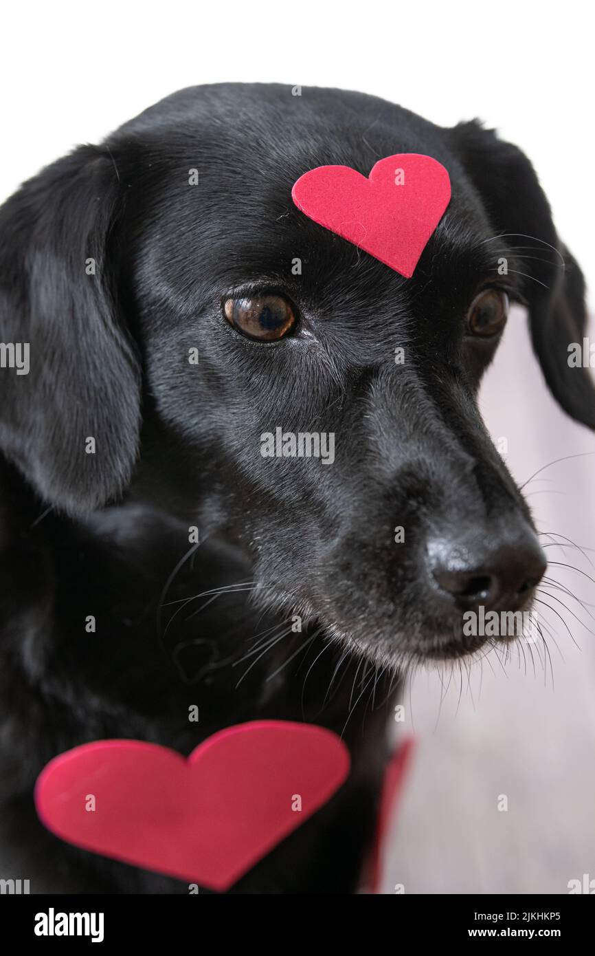 Un'immagine verticale di un labrador nero con una forma a cuore rosa Foto Stock