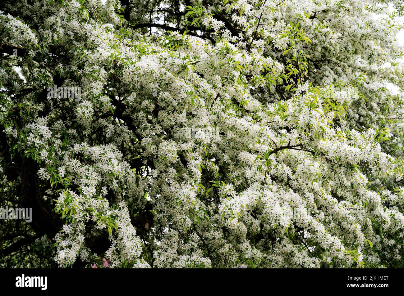 Malus Transitoria, crabmelo a foglia tagliata, Rosaceae, crabmelo. Vistoso fiore bianco di questo albero. Foto Stock