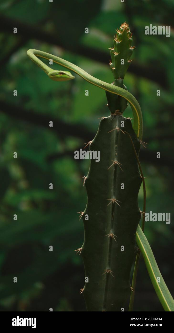 Un colpo verticale di un serpente asiatico vicino al cactus Foto Stock