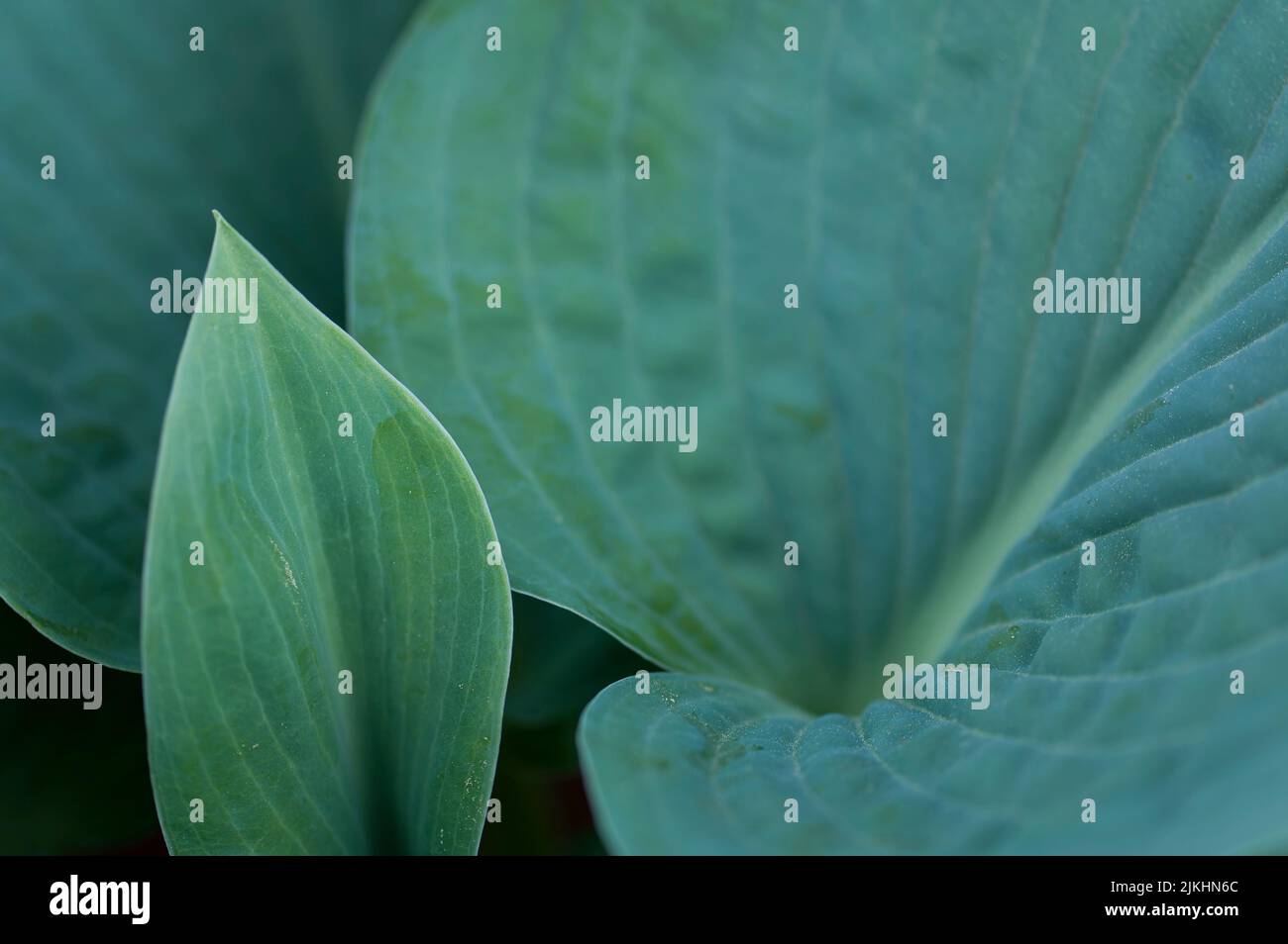 Foglie di un funky (hosta), Germania Foto Stock