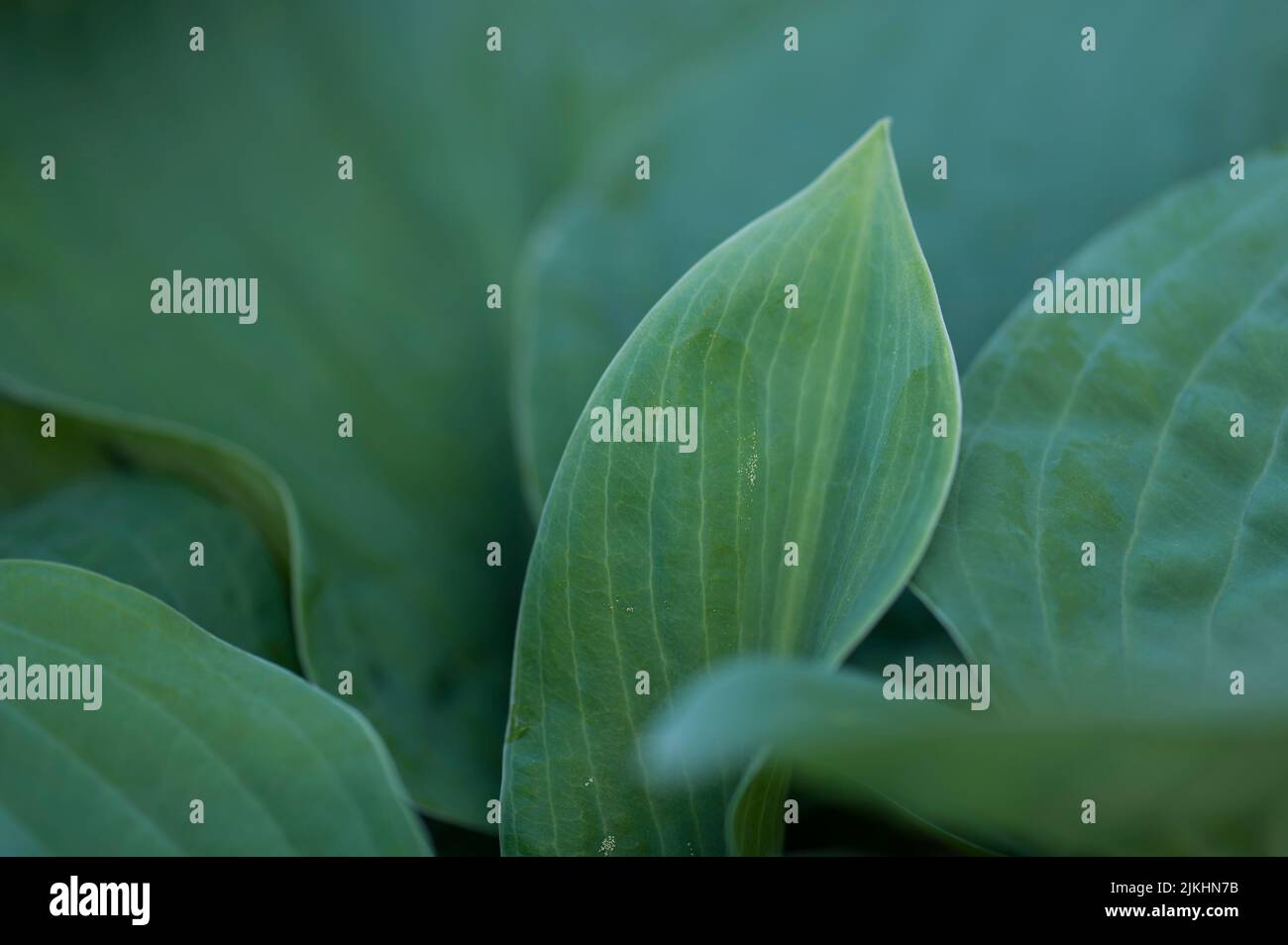 Foglie di un funky (hosta), Germania Foto Stock