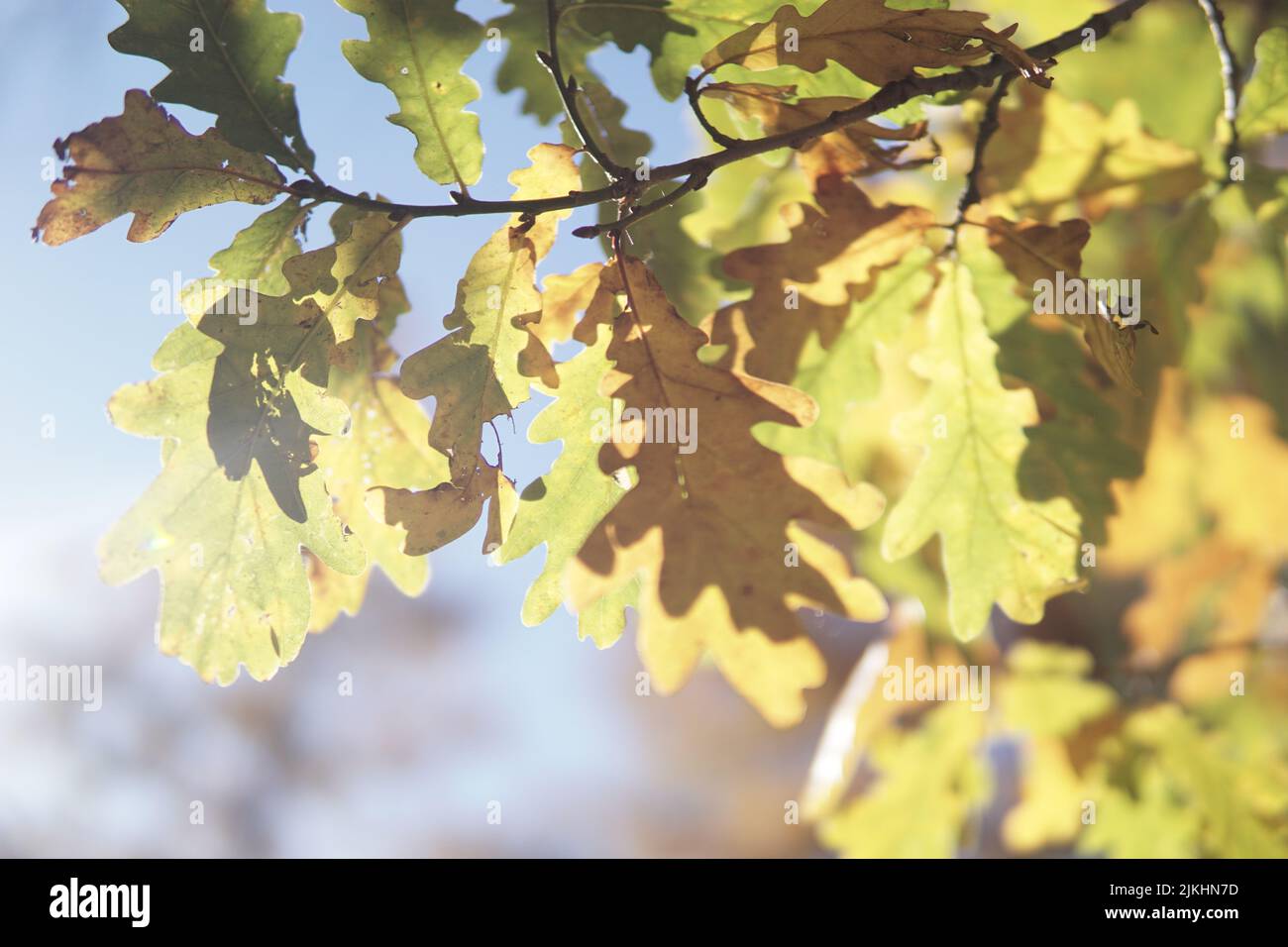 Un albero di quercia si ramifica con foglie di colore autunnale alla luce del sole. Foto Stock