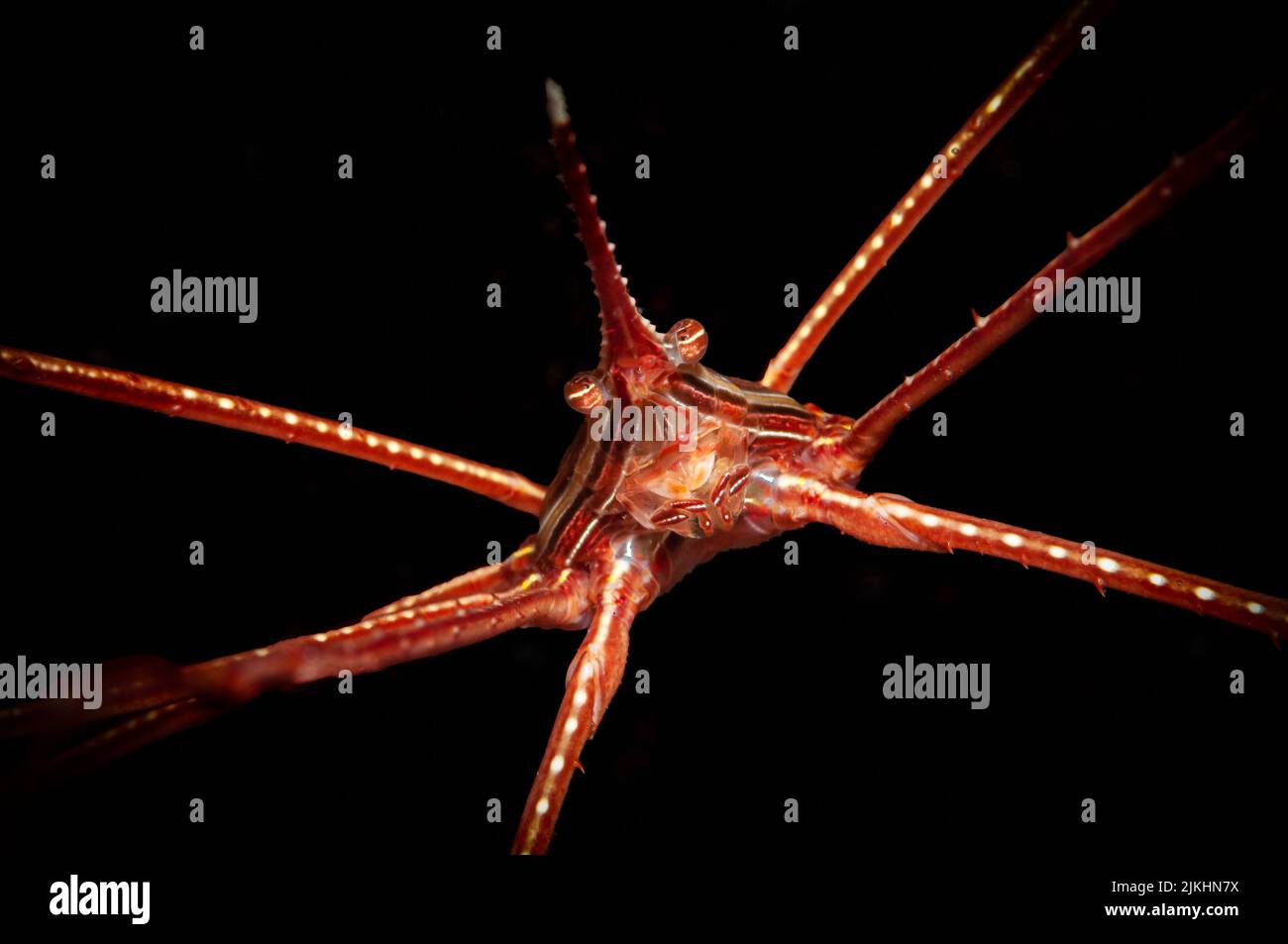 Una macro di un granchio ragno giapponese su sfondo nero Foto Stock