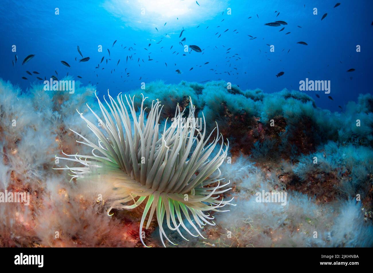 Un primo piano di anemone di mare bianco, coralli e piccoli pesci sott'acqua Foto Stock