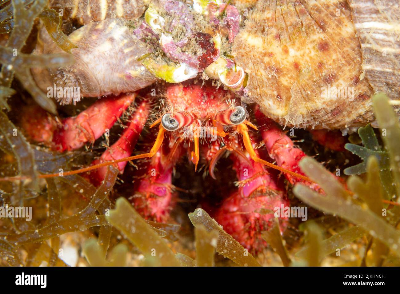 Un primo piano del granchio eremita sotto l'oceano Foto Stock