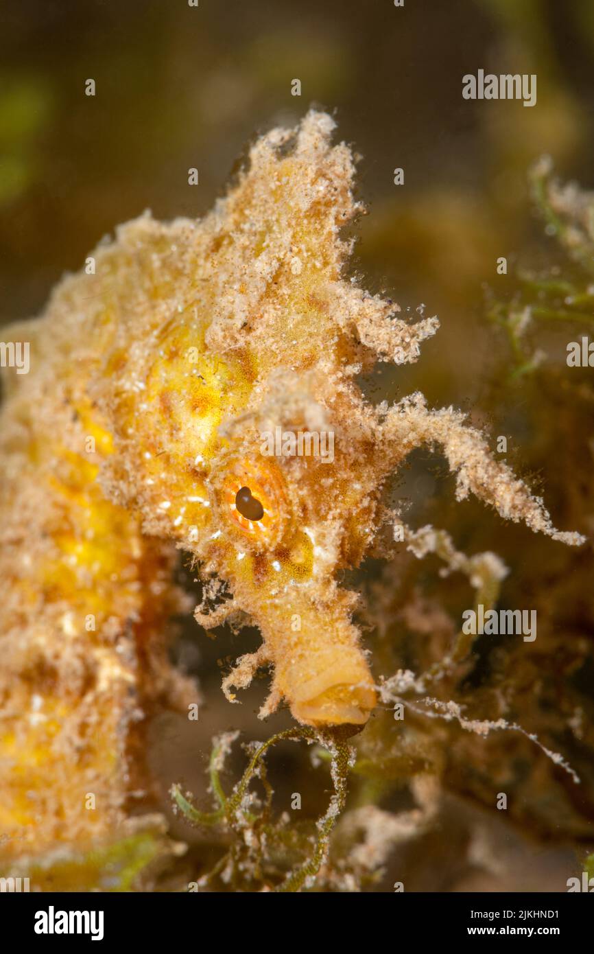 Un colpo verticale di testa di cavallo di mare giallo con piante acquatiche sfocate sullo sfondo Foto Stock