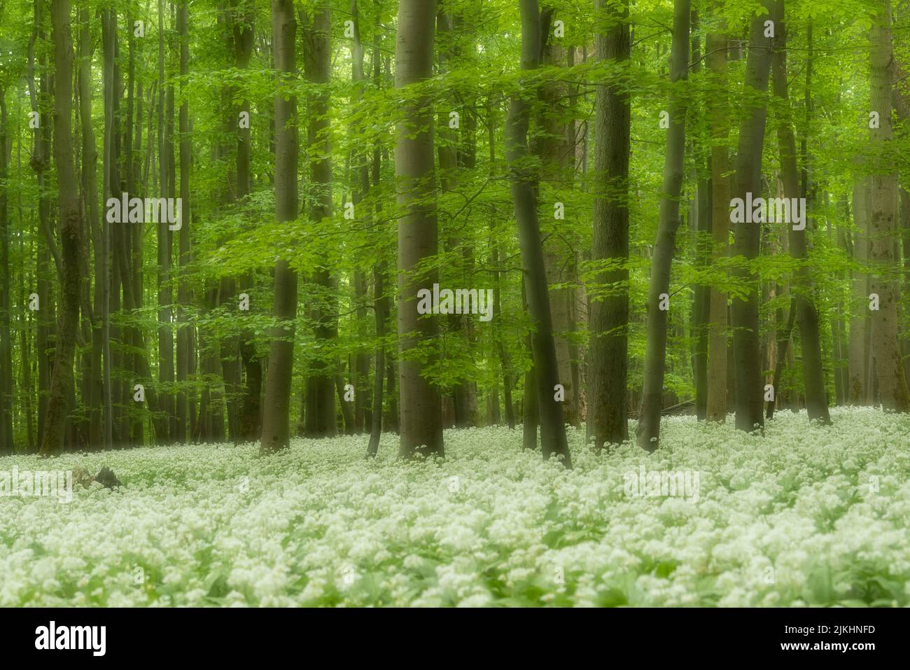 Verde primavera foresta di faggio, un tappeto di fiori di aglio selvaggio copre il pavimento della foresta, doppia esposizione, Hainich Parco Nazionale, patrimonio mondiale dell'UNESCO antiche foreste di faggio, Germania, Turingia Foto Stock