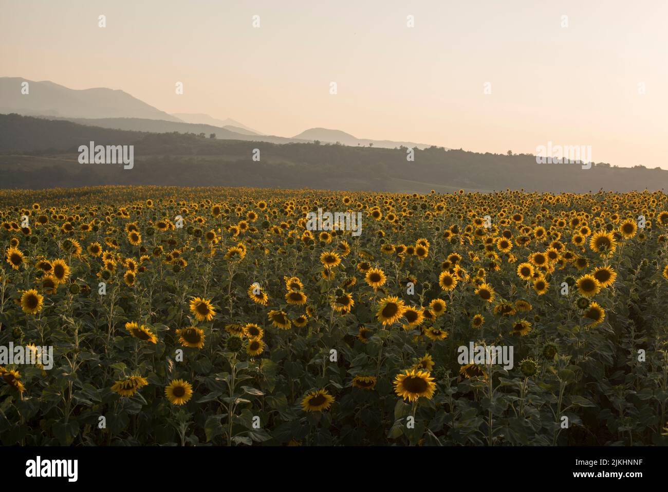 Una vista del campo di girasole sullo sfondo della foresta e delle montagne in Artsakh Foto Stock