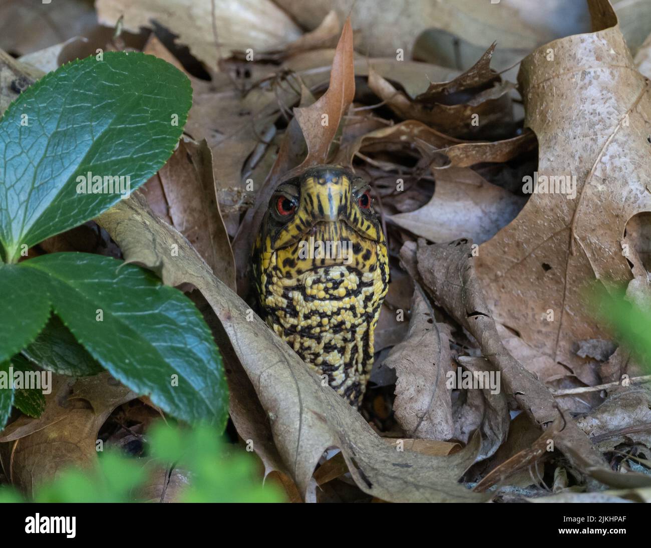 Primo piano della testa di una tartaruga scatolata nascosta tra foglie morte Foto Stock