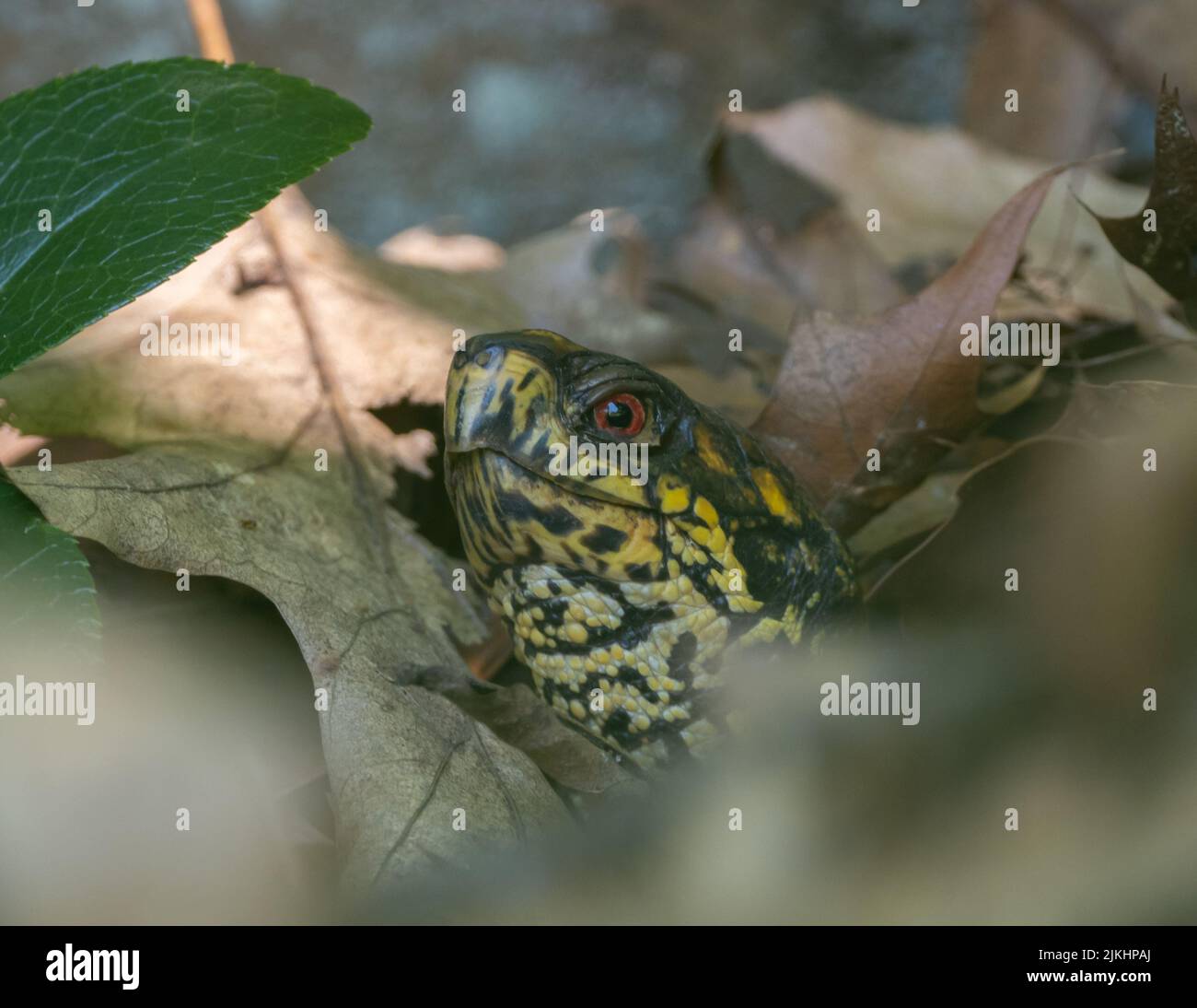 Primo piano della testa di una tartaruga scatolata nascosta tra foglie morte Foto Stock