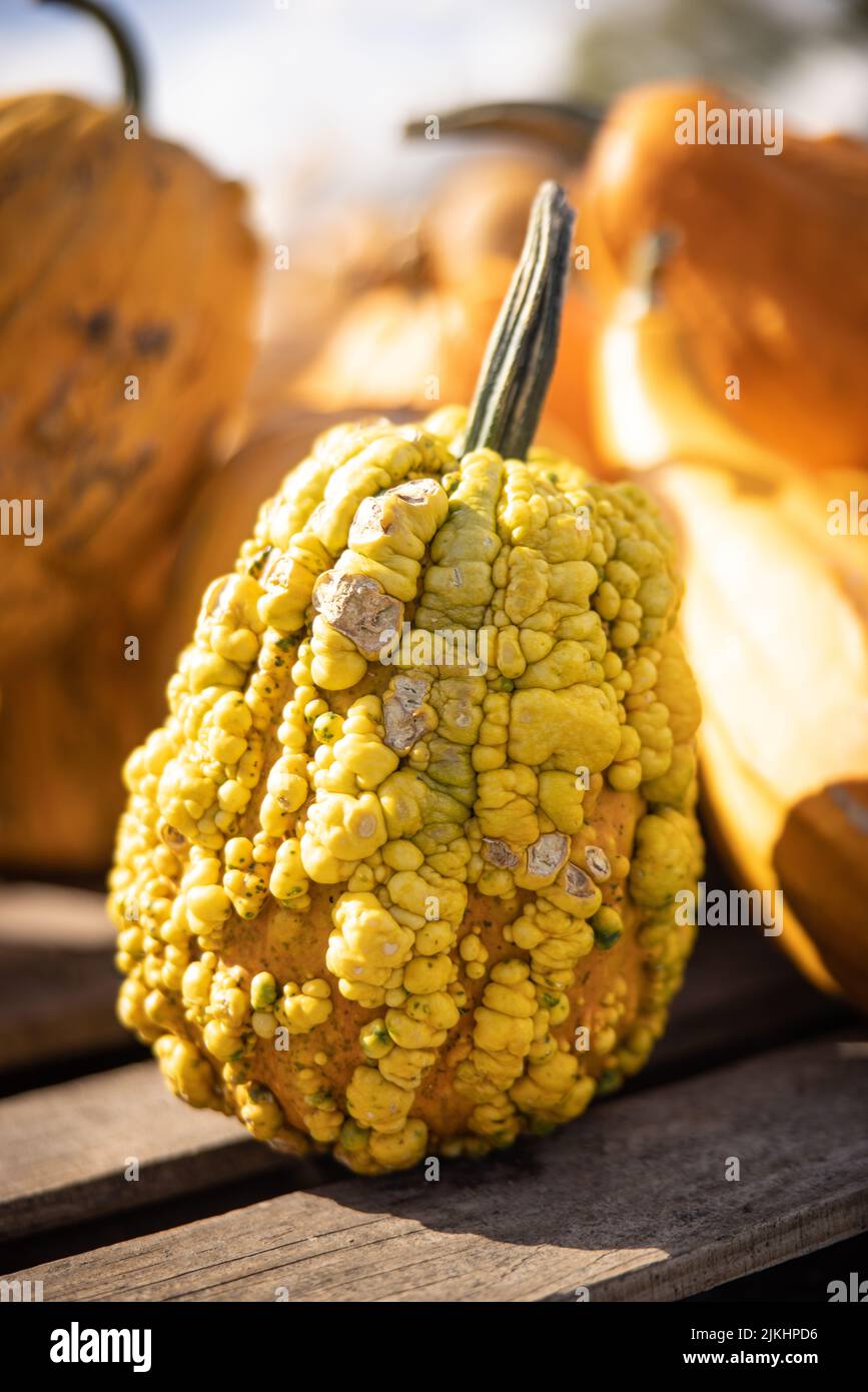 Un colpo verticale di una zucca gialla vivace e carina circondata da zucche sotto i raggi del sole Foto Stock