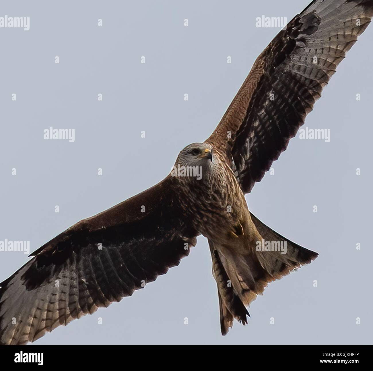 Un bel closeup di una poiana volante con ampie ali aperte su uno sfondo grigio cielo Foto Stock