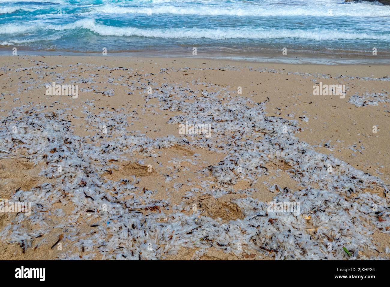 Ali di medusa (Velella velella) a Cala Molins vicino Cala San Vicenc, Maiorca, Isole Baleari, Spagna Foto Stock