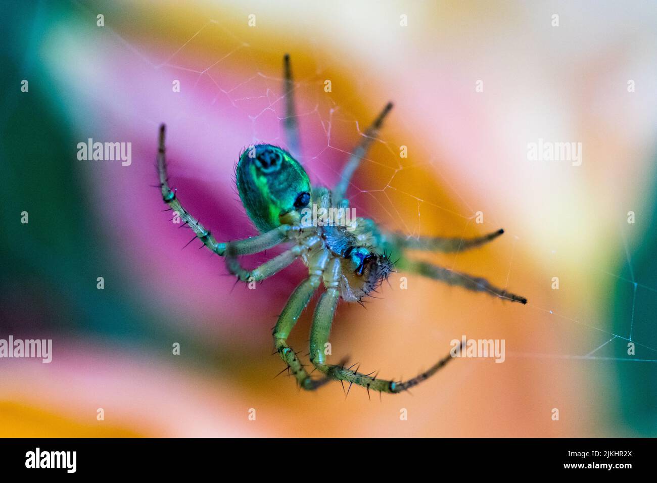 Un primo piano di un ragno verde brillante su un ragnatela Foto Stock