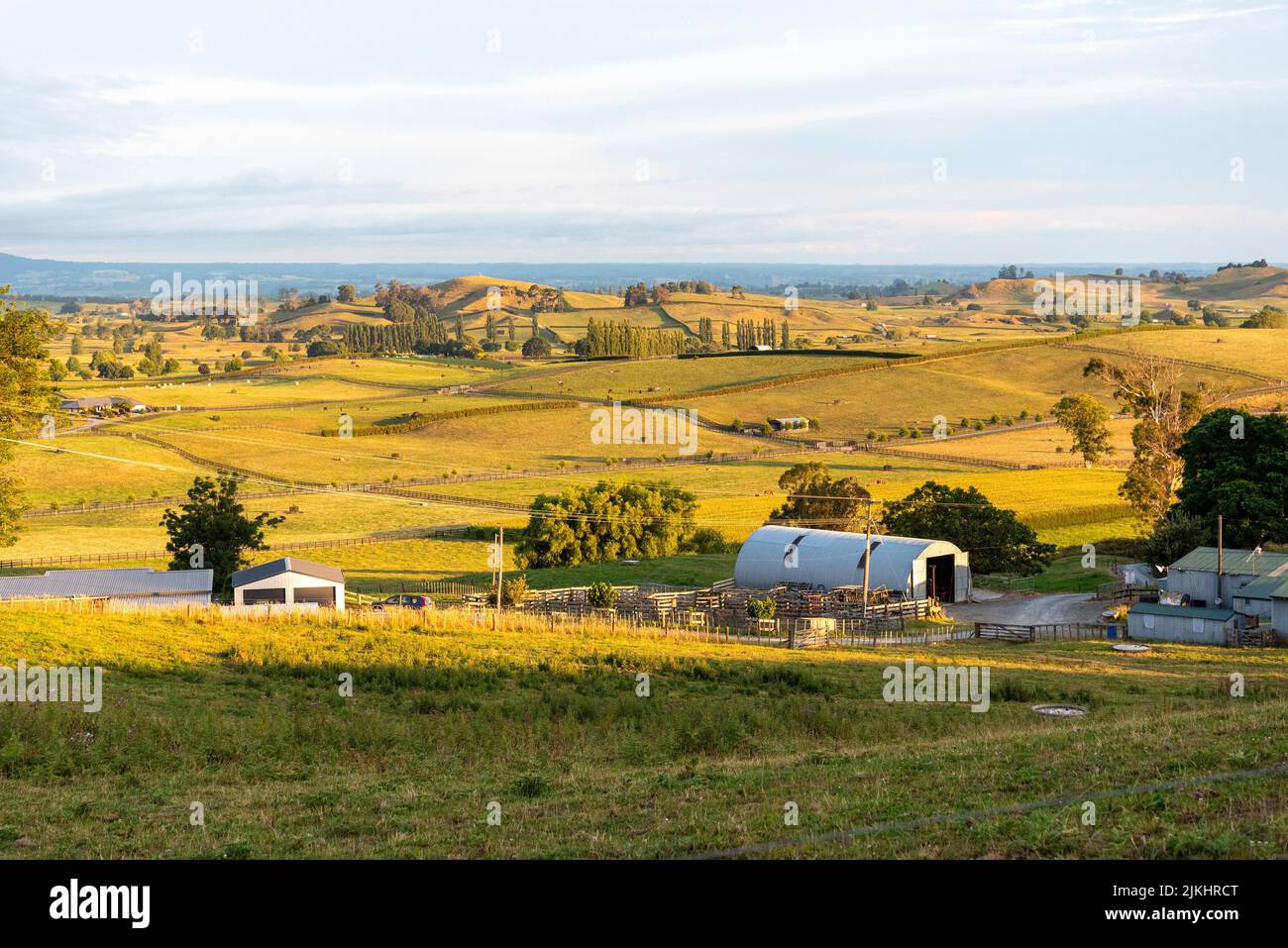 Grande paesaggio pascolo nella mattina presto a Matamata, Isola del Nord della Nuova Zelanda Foto Stock