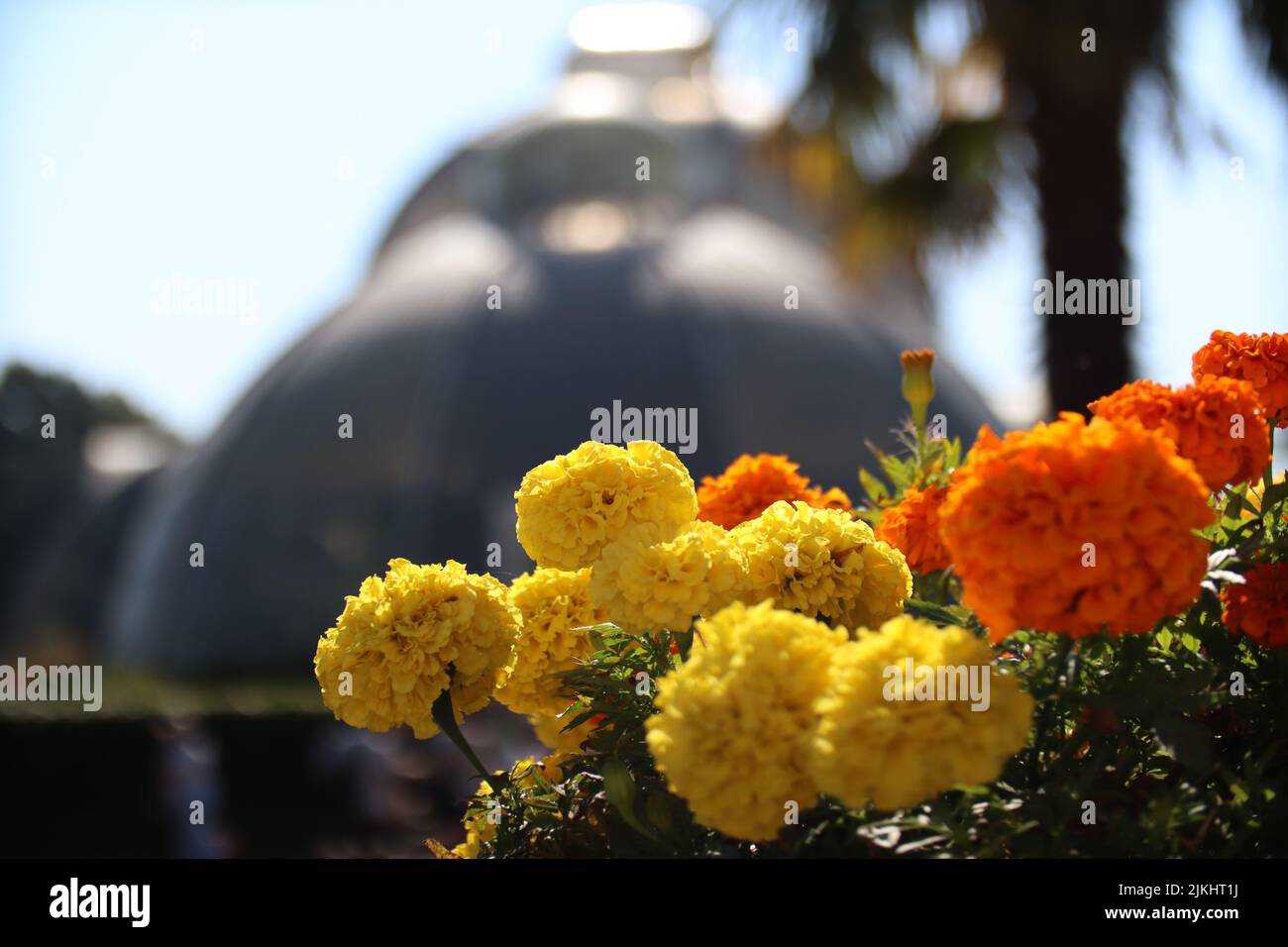 Un colpo selettivo di un mazzo di tagetes-marigolds gialli e arancioni Foto Stock