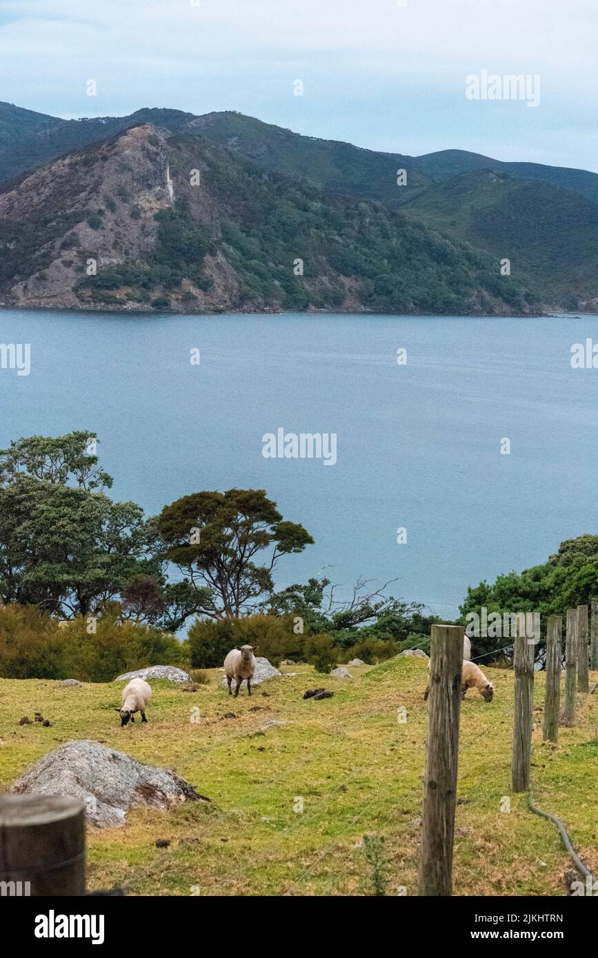 Pascolo di pecore alla Grande barriera Isola, Nuova Zelanda Foto Stock