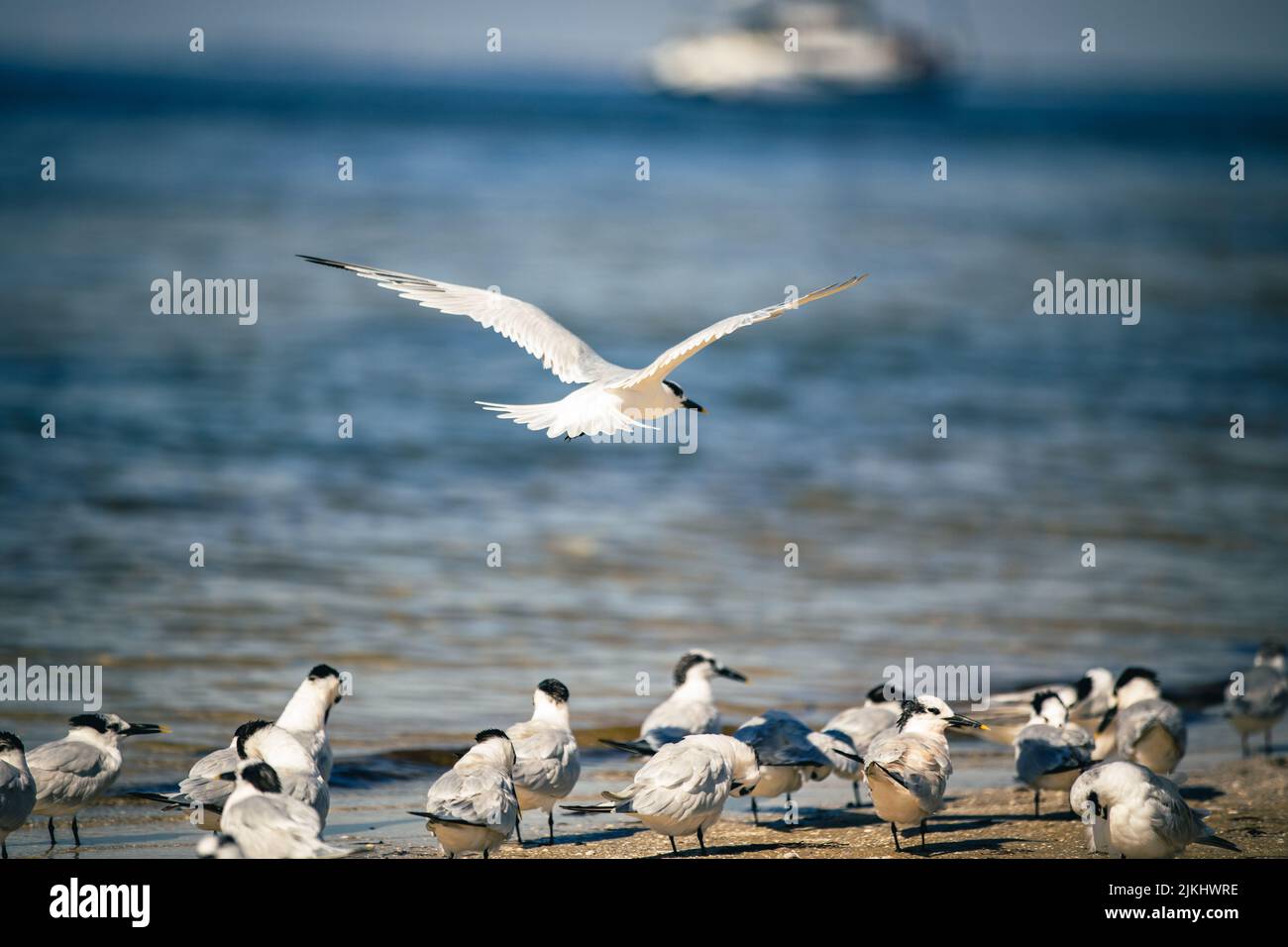 Un bellissimo scatto di un uccello di terna con le gabbiano che vola in alto su un gruppo di uccelli di terna con le gabbiano sulla spiaggia vicino all'acqua Foto Stock
