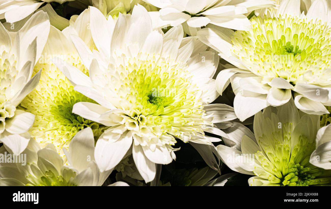 sfondo con bouquet di margherite, primo piano di grandi margherite bianche Foto Stock