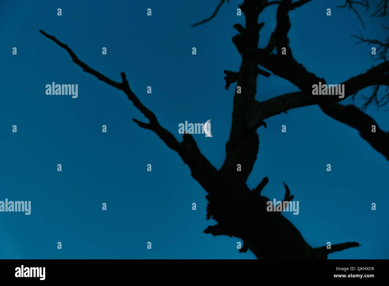 Una silhouette ad albero con la luna crescente sullo sfondo Foto Stock