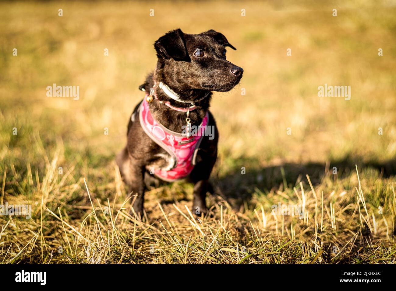 Un cane carino nero terrier in una fornitura di abbigliamento rosa in piedi sull'erba. Foto Stock