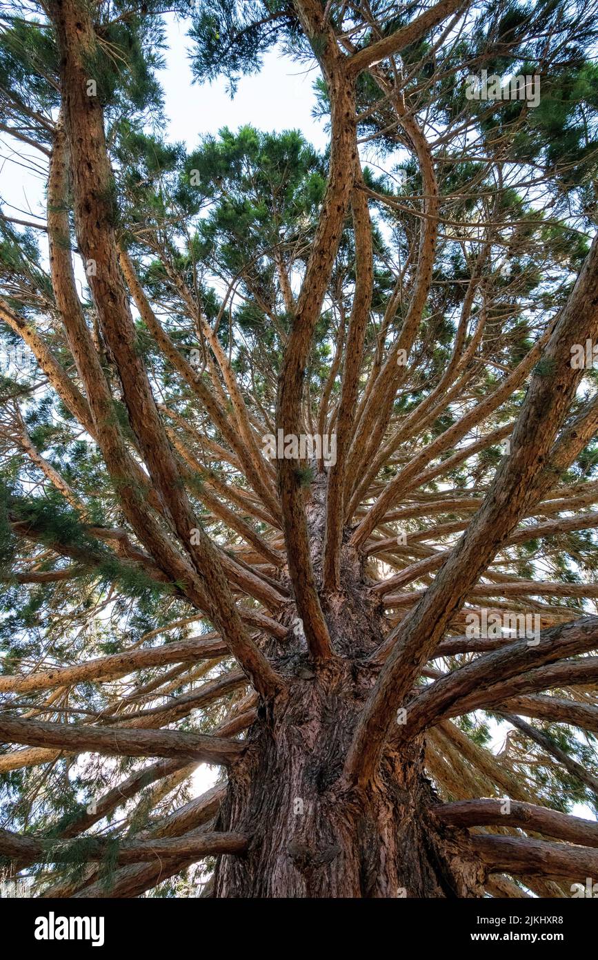 Bellissimo vecchio Sequoia albero in Queenstown Garden, Isola del Sud della Nuova Zelanda Foto Stock