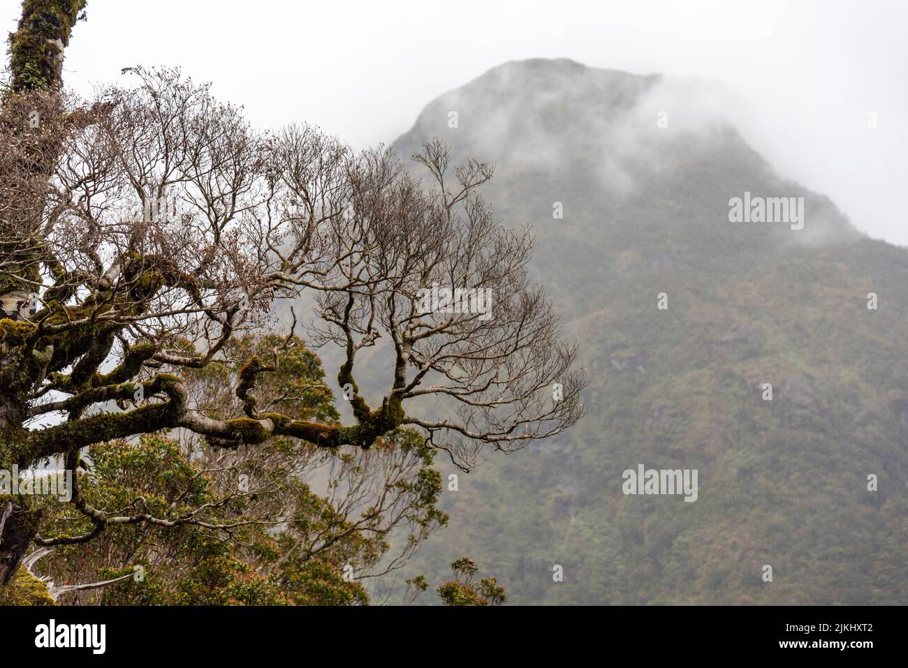 Impressionante foresta pluviale e montagne circondate da belle nuvole, Milford Sound Highway, Isola del Sud della Nuova Zelanda Foto Stock