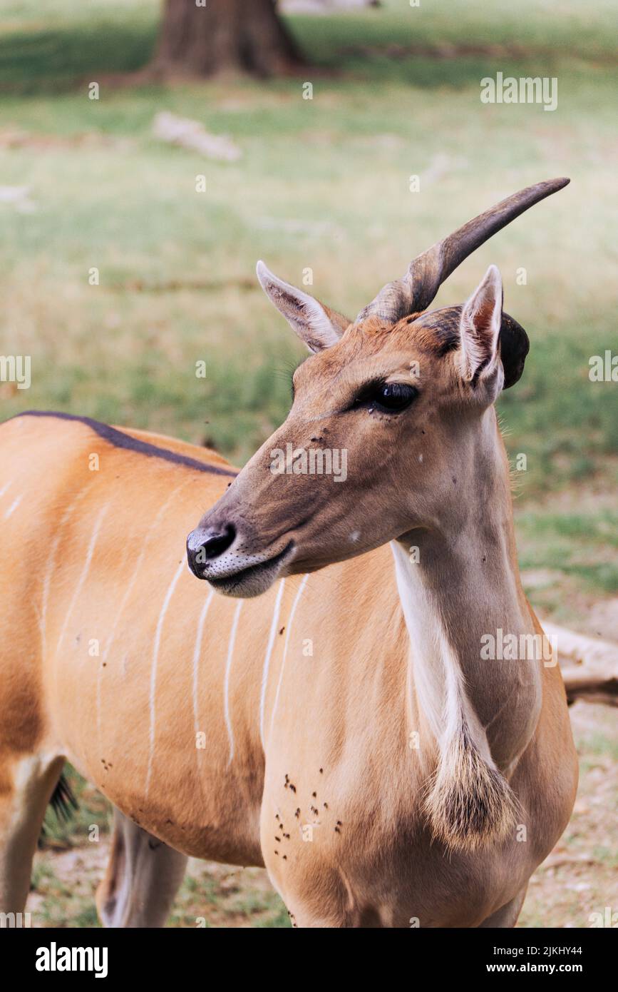 Un'antilope che guarda fuori in lontananza Foto Stock