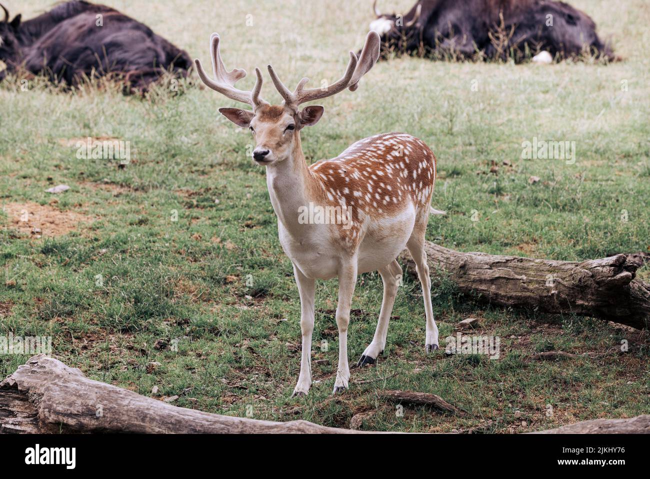 Bellissimo cervo punteggiato con Antlers di velluto al Parco Nazionale del Lago Tobias Foto Stock