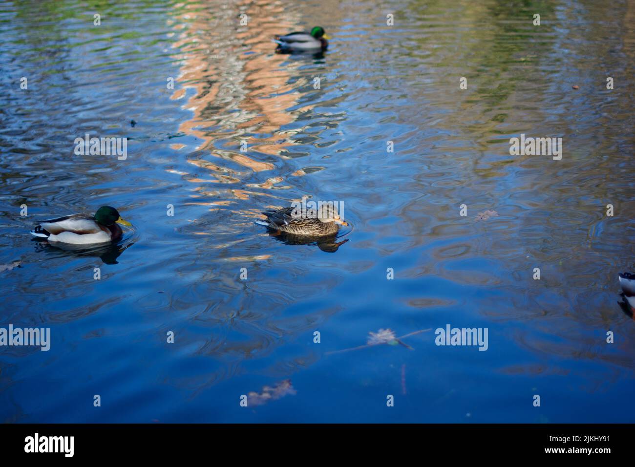 Una foto di anatre che nuotano in un lago Foto Stock