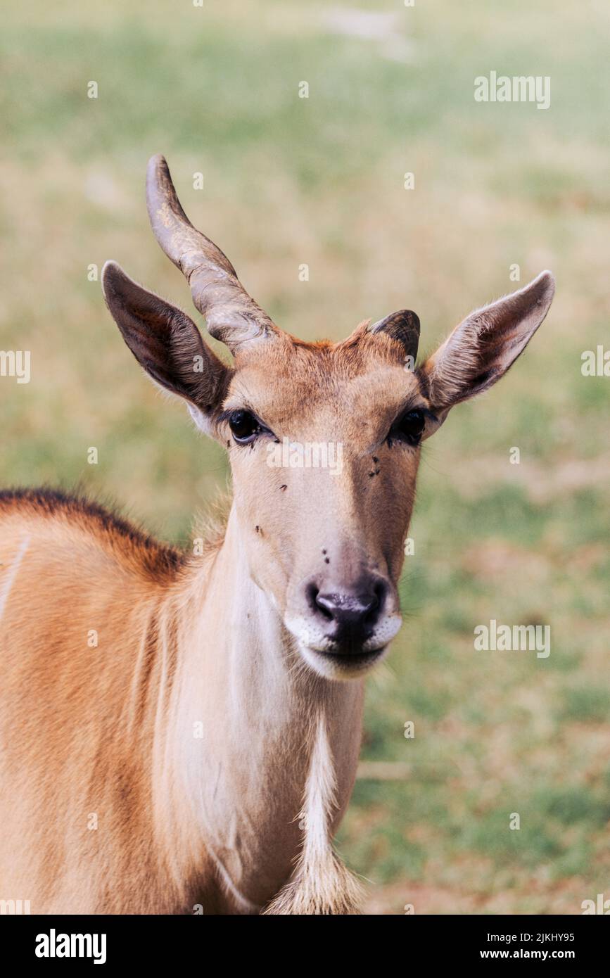 Un'antilope che guarda fuori in lontananza Foto Stock