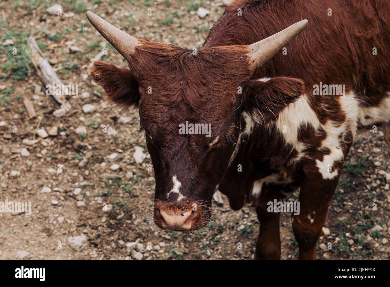 Big Bull in piedi con corna poity corte Foto Stock