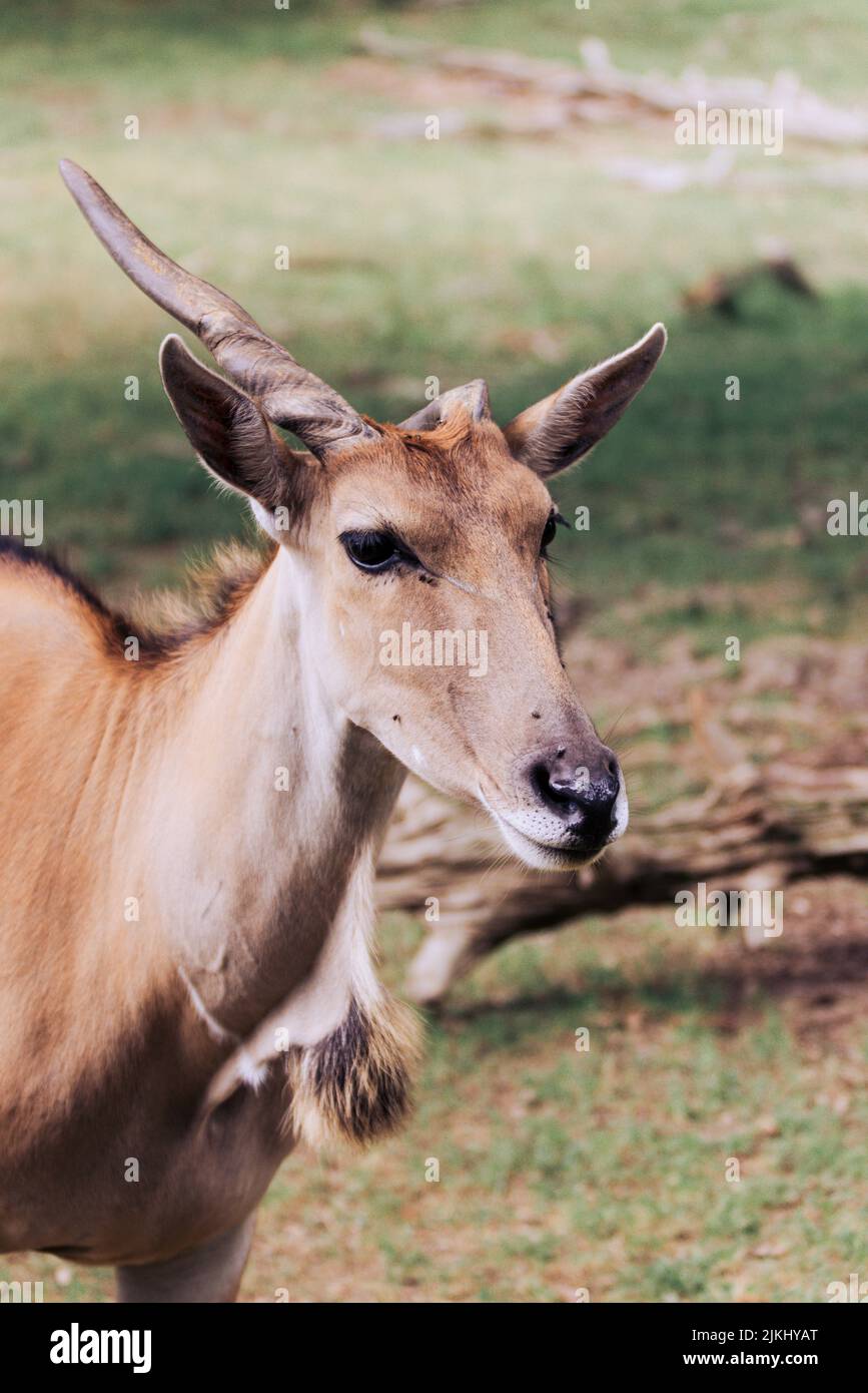 Un'antilope che guarda fuori in lontananza Foto Stock