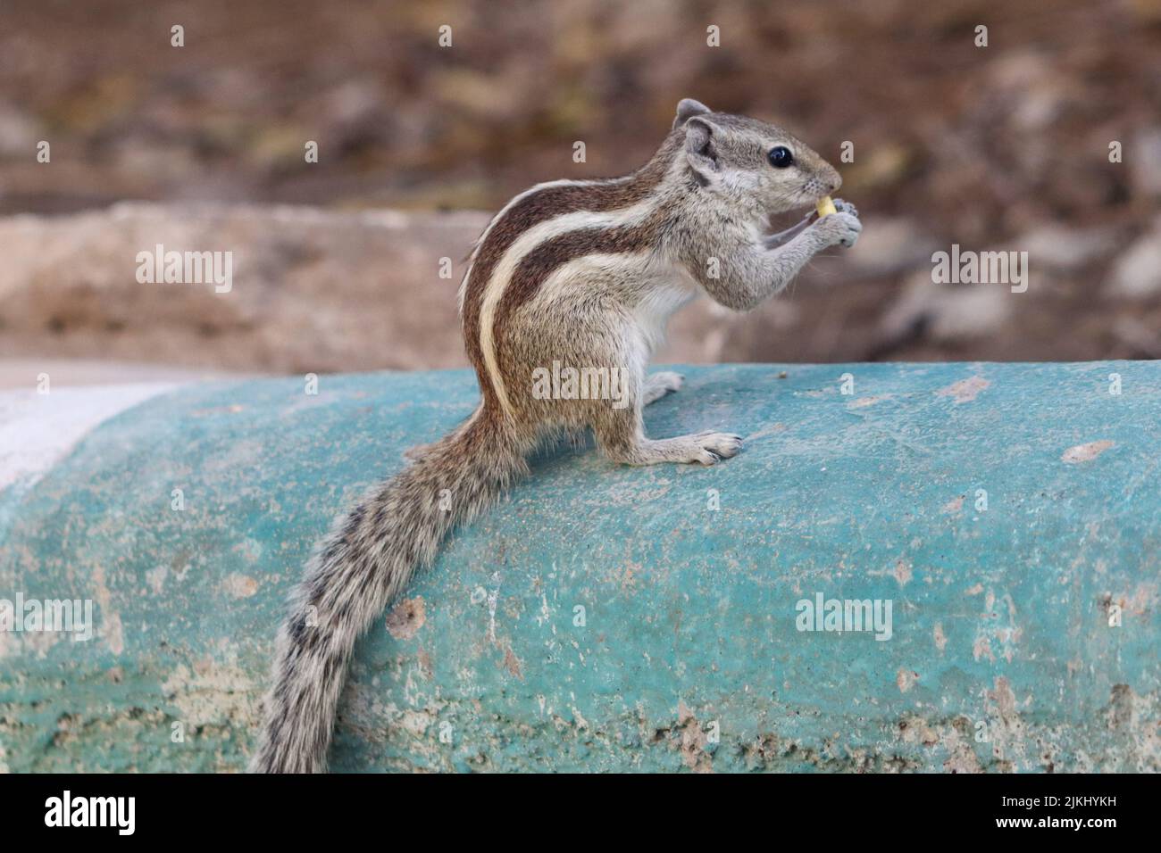 Un primo piano di un chipmunk che mangia una noce su un tubo blu Foto Stock